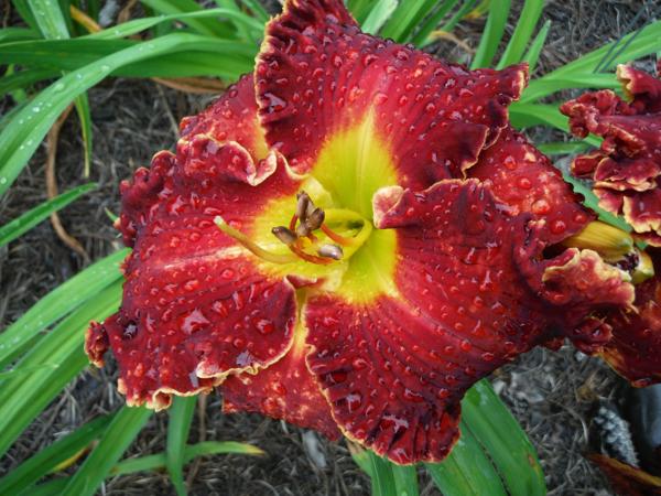 Shakesphear's Red